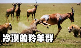 娱乐圈吃瓜羊了个羊,揭秘明星们的“羊群效应”